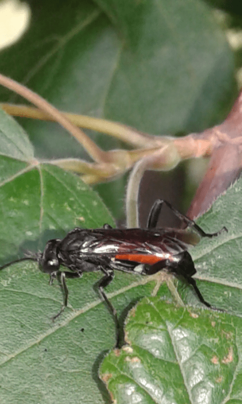 Tenthredinidae : Macrophya annulata?